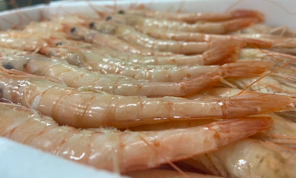 GAMBA BLANCA DE HUELVA